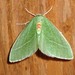 Bank's Emerald Moth - Photo (c) johnvillella, some rights reserved (CC BY-NC-SA)