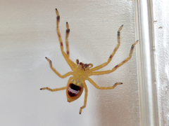 Neosparassus salacius