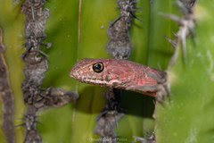 Masticophis flagellum