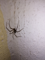 Loxosceles colima