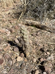 Cylindropuntieae