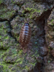 Philoscia muscorum