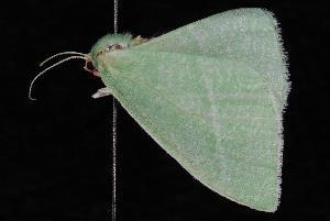 Bank's Emerald Moth