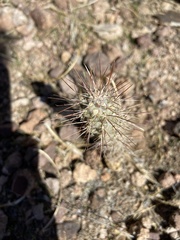 Cylindropuntieae