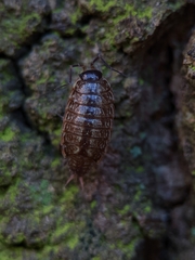 Philoscia muscorum