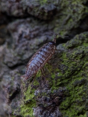 Philoscia muscorum