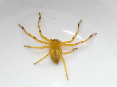 Neosparassus salacius