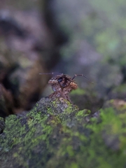 Philoscia muscorum