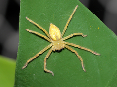 Neosparassus salacius