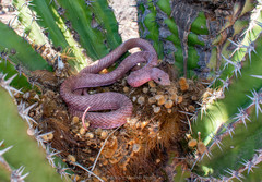 Masticophis flagellum