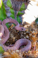 Masticophis flagellum