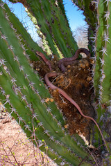 Masticophis flagellum