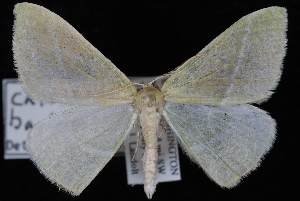 Bank's Emerald Moth photo 2