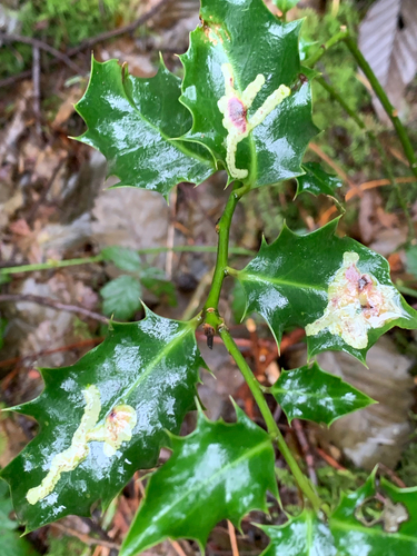 European Holly Leafminer