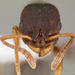 Leptothorax calderoni - Photo (c) California Academy of Sciences, 2000-2010, μερικά δικαιώματα διατηρούνται (CC BY-NC-SA)