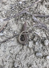 Podarcis erhardii riveti