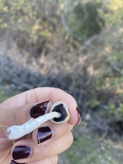Psathyrella