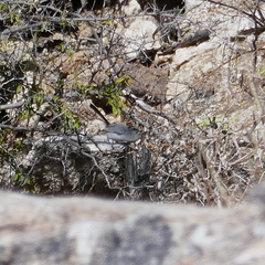 Polioptila melanura