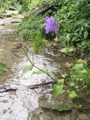 Strobilanthes pentastemonoides