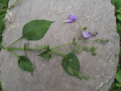 Strobilanthes pentastemonoides