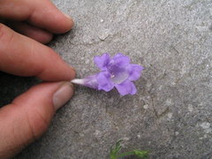 Strobilanthes pentastemonoides