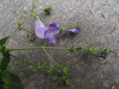 Strobilanthes pentastemonoides