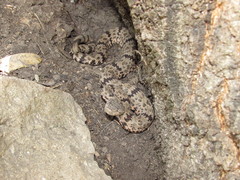 Crotalus lepidus