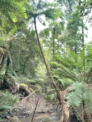 Cyathea cunninghamii