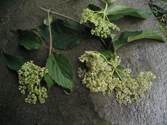 Viburnum mullaha