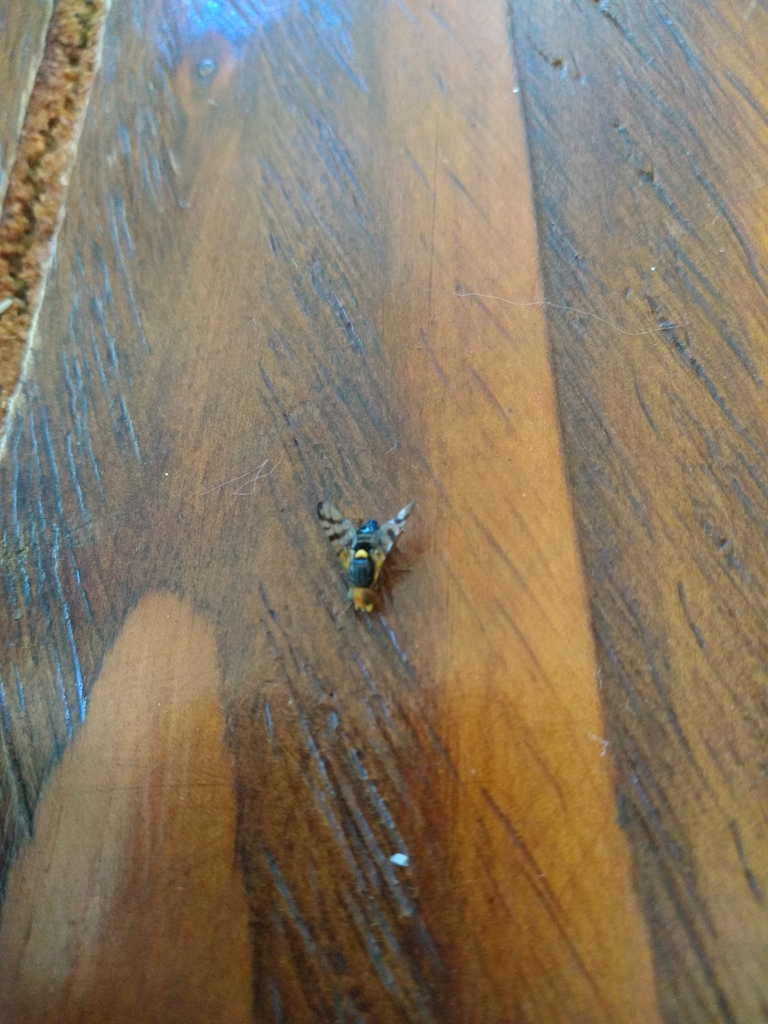 Rhagoletis nova