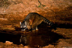 Crab-Eating Raccoon photo 3
