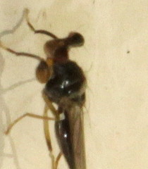 Sphyracephala beccarii