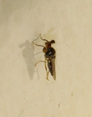 Sphyracephala beccarii