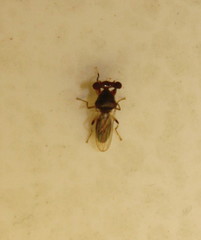 Sphyracephala beccarii