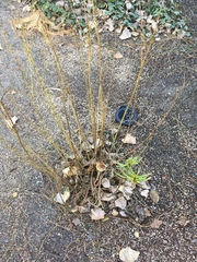 Asclepias fascicularis