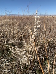 Krascheninnikovia lanata