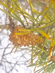 Pinus banksiana image
