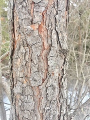 Pinus banksiana image