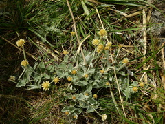 Pfaffia gnaphalioides