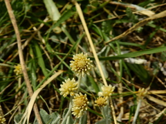 Pfaffia gnaphalioides