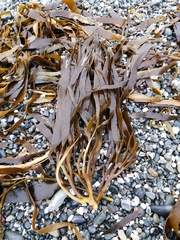 Lessonia trabeculata