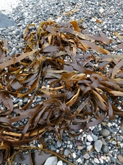 Lessonia trabeculata