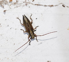 Temnosternus planiusculus