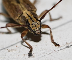 Temnosternus planiusculus