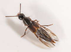 Quedius cinctus