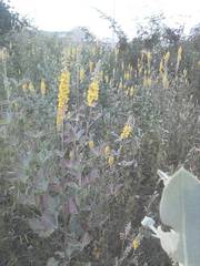 Crotalaria lanceolata