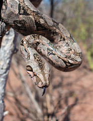 Boa sigma