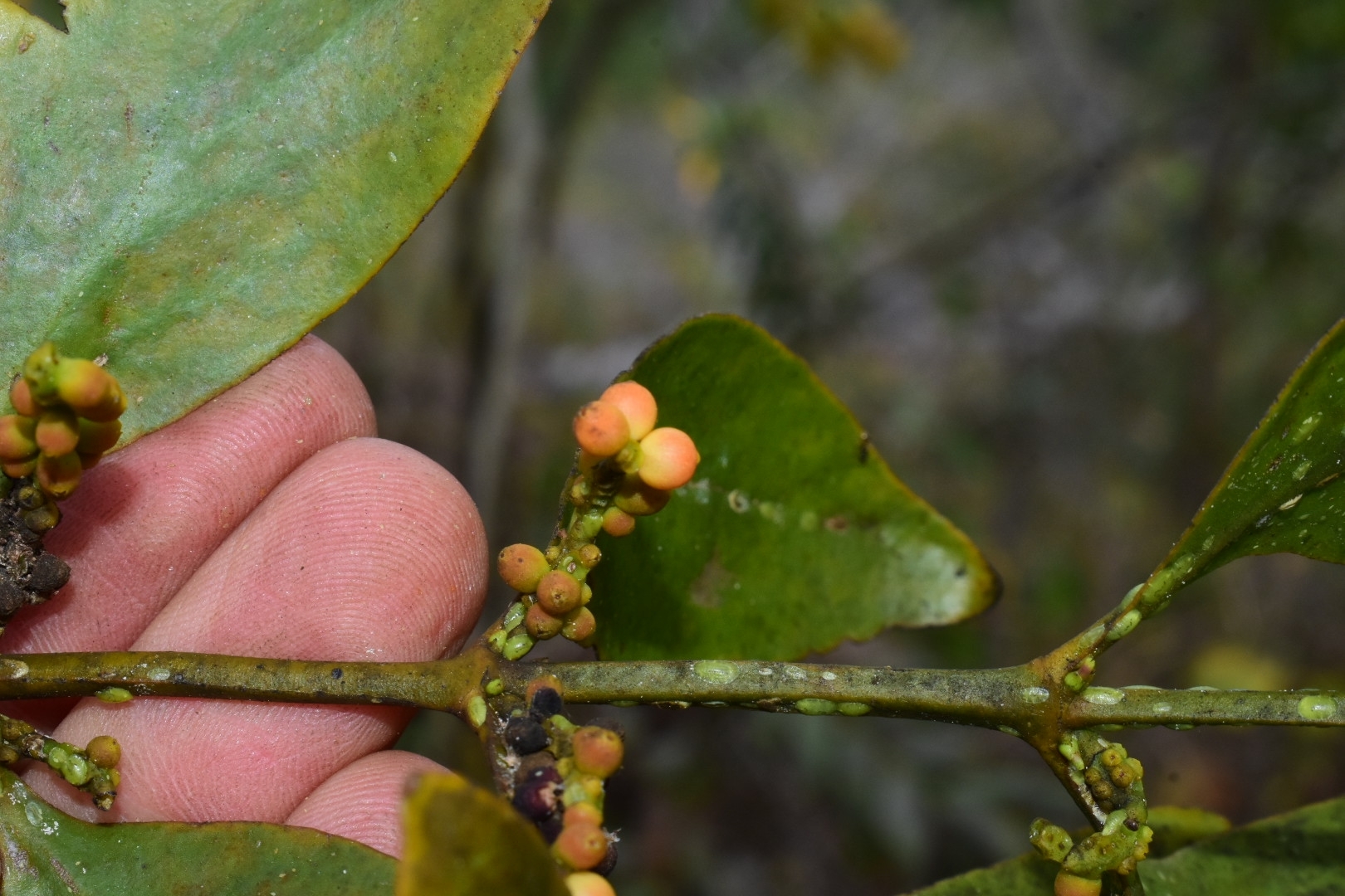 Phoradendron anceps