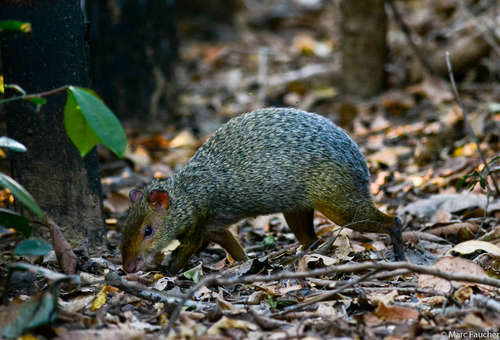Azara's Agouti, photo 6 of 8