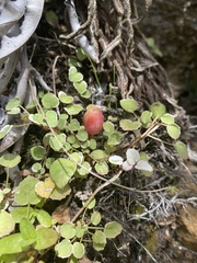 Fuchsia procumbens